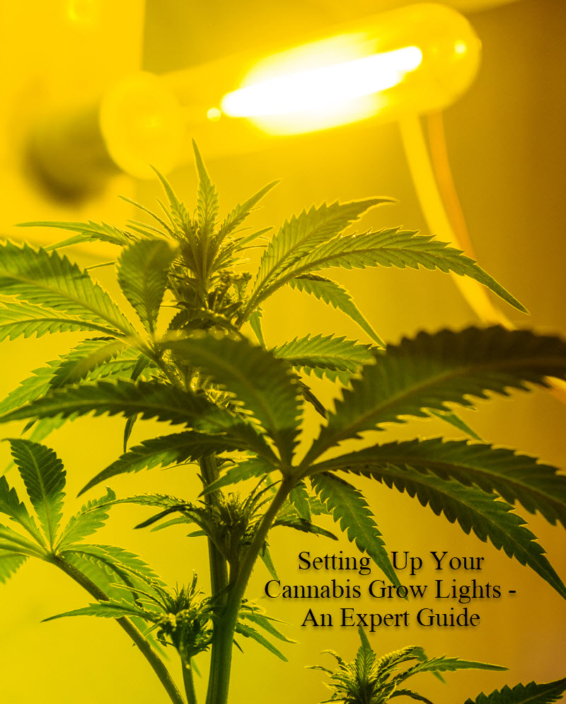 LED LIGHT GUIDE FOR GROWING CANNABIS