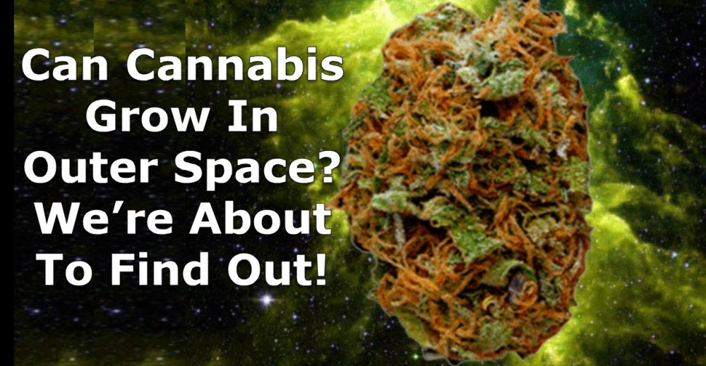 CANNABIS GROWING IN SPACE 