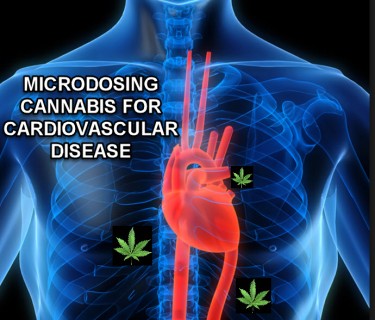 MICRODOSING CANNABIS FOR HEART DISEASE