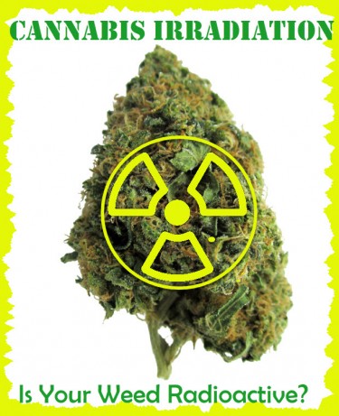 IS YOUR CANNABIS RADIOACTIVE