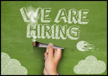 cannabis job growth stays strong