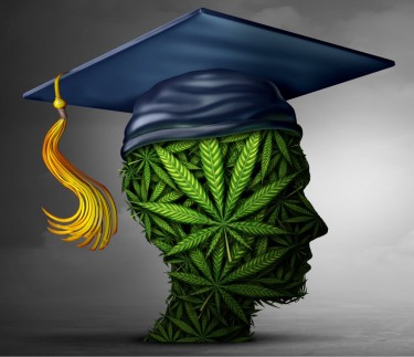 DEGREE IN MARIJUANA STUDIES