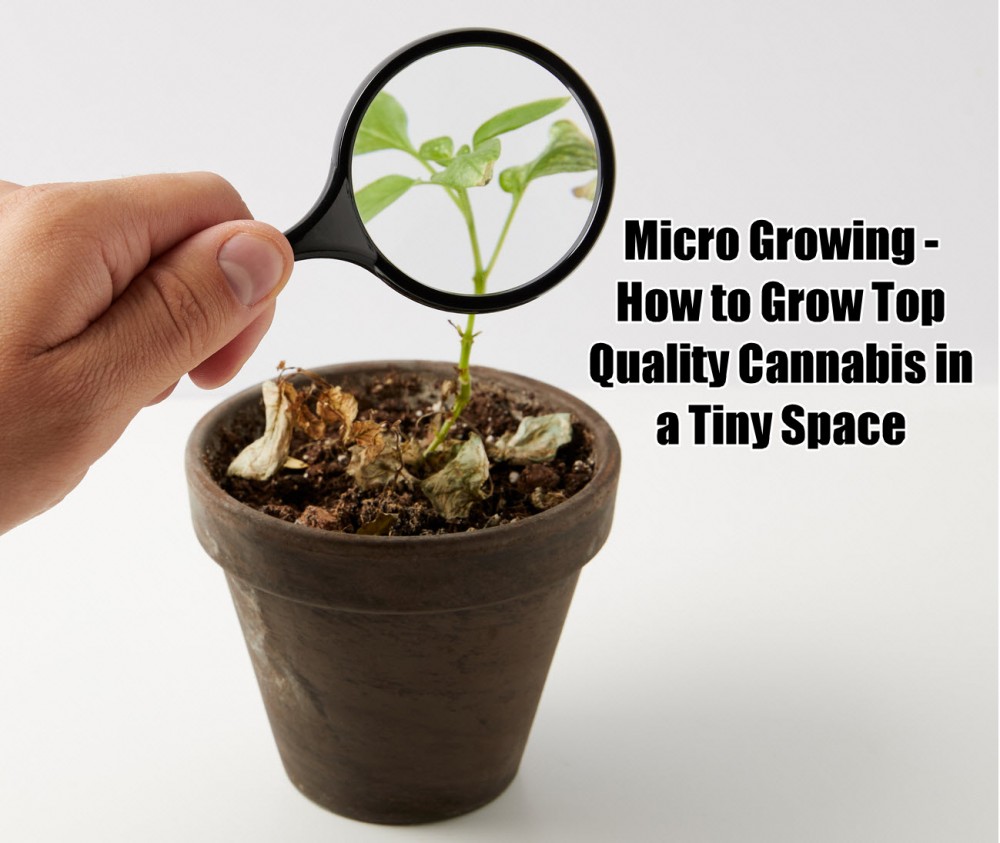 micro grow marijuana