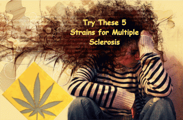 WHAT MARIJUANA STRAINS SHOULD YOU TRY WITH MS