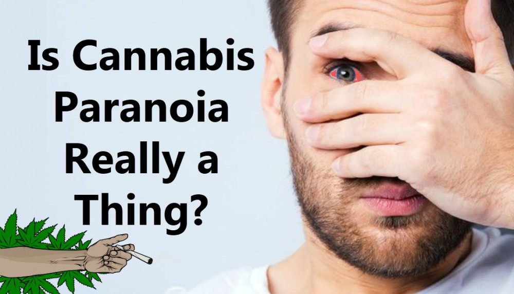 MARIJUANA PARANOIA