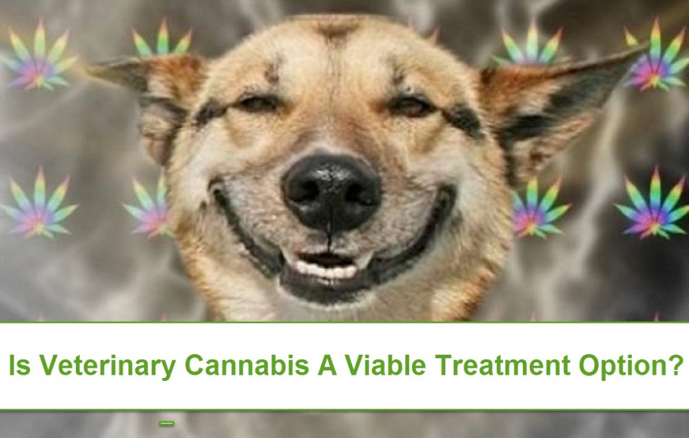 CANNABIS FOR PETS?