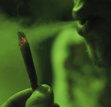 cannabis plants for cancer
