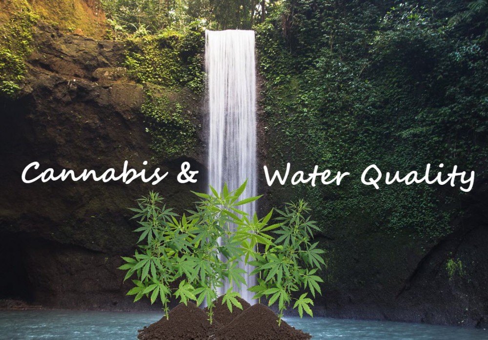 CANNABIS PLANTS AND WATER QUALITY