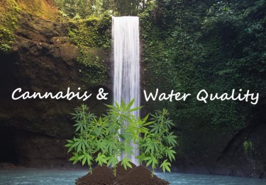 WATER QUALITY AND CANNABIS PLANTS