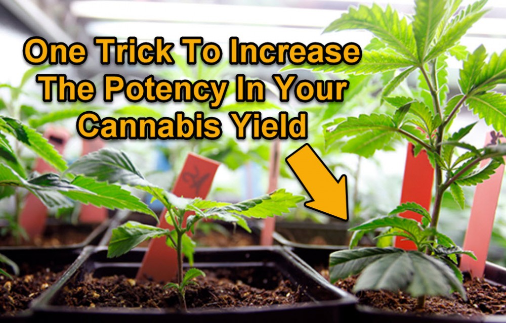 HOW TO GROW MORE POTENT MARIJUANA PLANTS