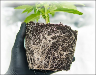 cannabis root agents