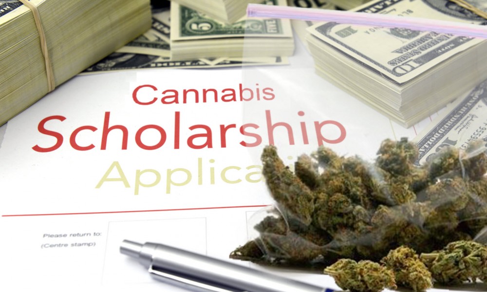 GET PAID TO STUDY CANNABIS SCHOLORSHIP 