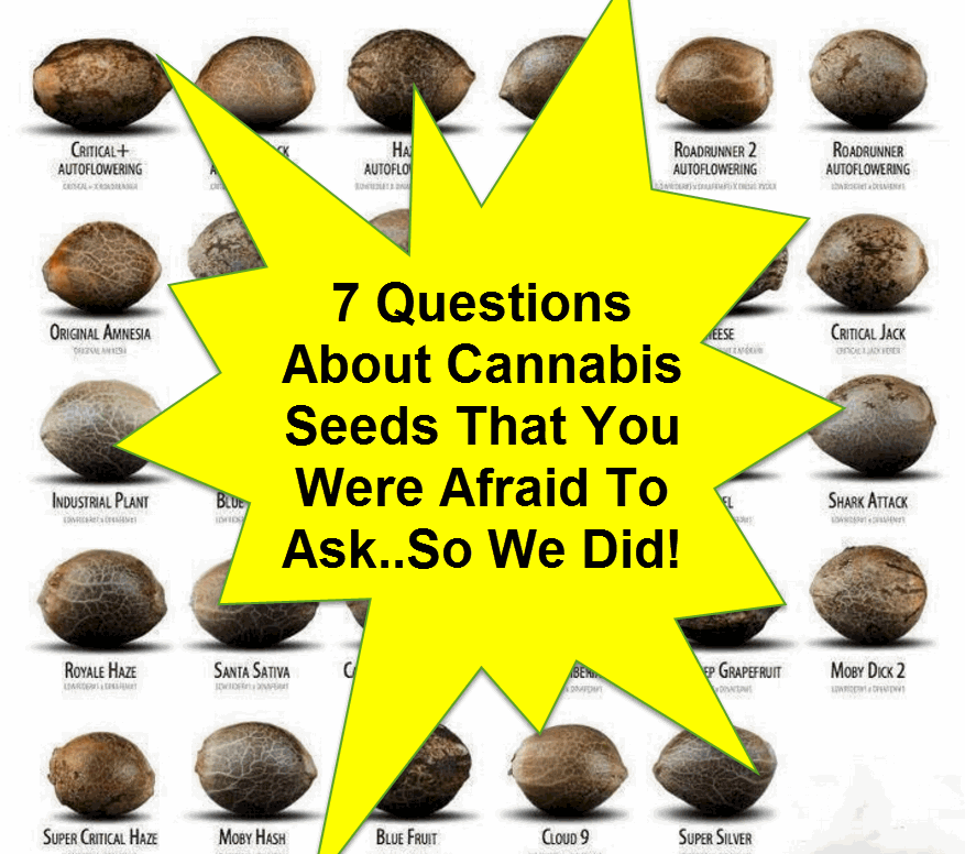 How Much Are Weed Seeds