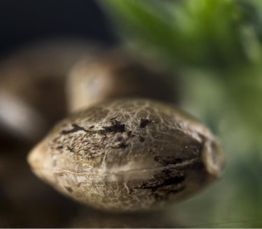 how to store cannabis seeds