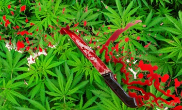 STABBING IN THE NAME OF MARIJUANA MURDER