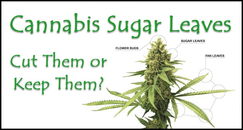 what are marijuana sugar leaves