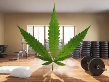 cannabis users go exercise instead of fast food