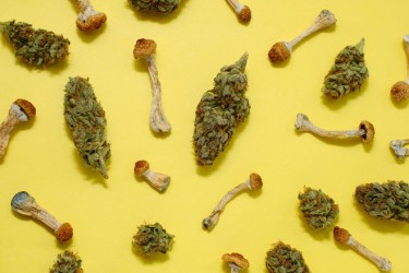 cannabis with psychedelics