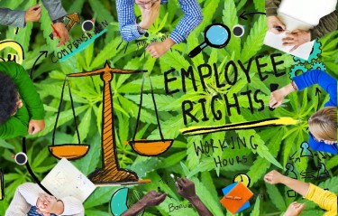 cannabis employee rights