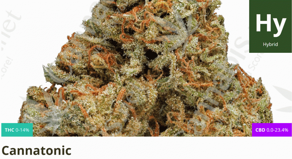 cannatonic strain