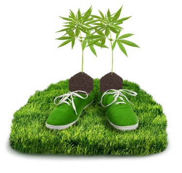 carbon negative marijuana growing UK