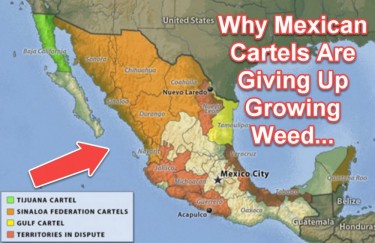 CARTELS GIVE UP MARIJUANA GROWING