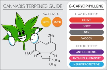 caryophyllene terpene