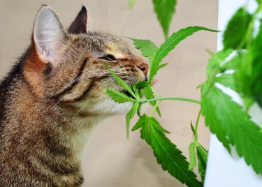 cat eating cannabis plants