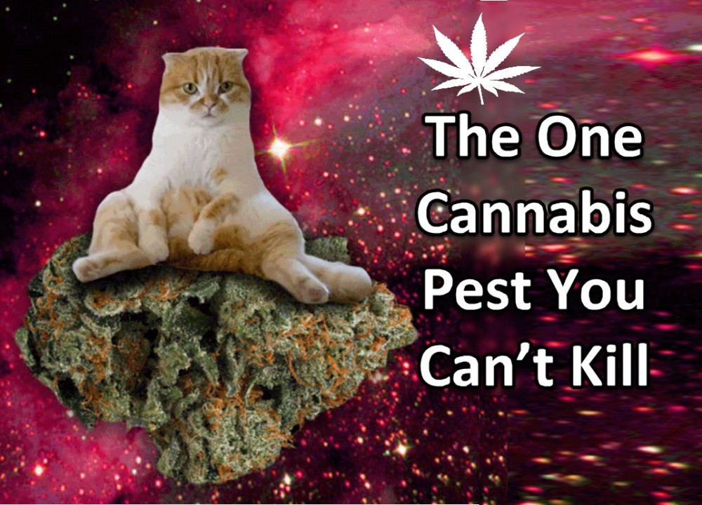 CATS AROUND CANNABIS PLANTS