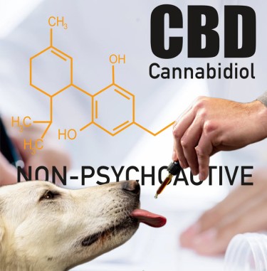 CBD dog treats good or bad