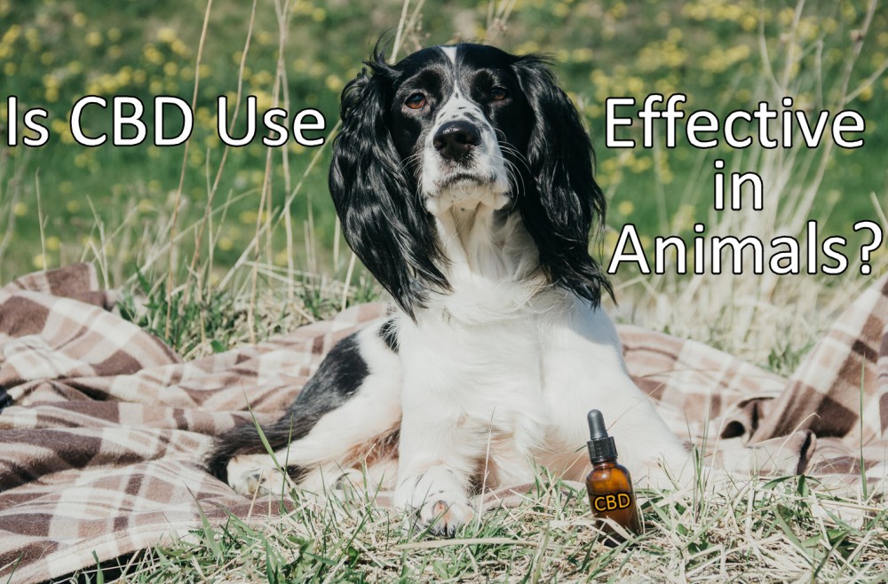 cbd use effective in animals
