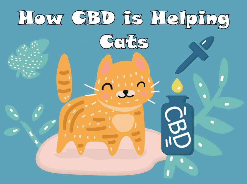 CAN CBD BE GIVEN OT CATS