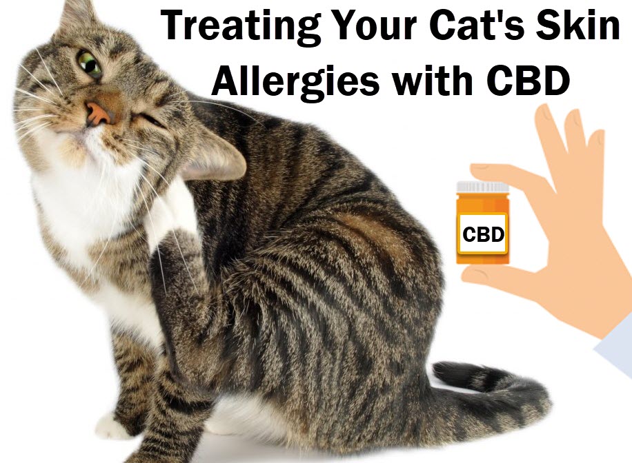 cbd to treat cat skin allergies