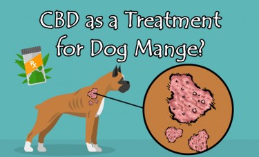 cbd dog mange