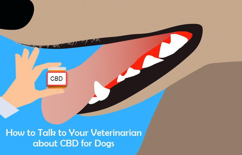 cbd oil for dogs and talking to your vet