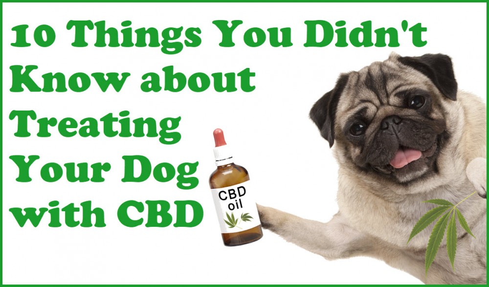 CBD TREATMENTS FOR DOGS