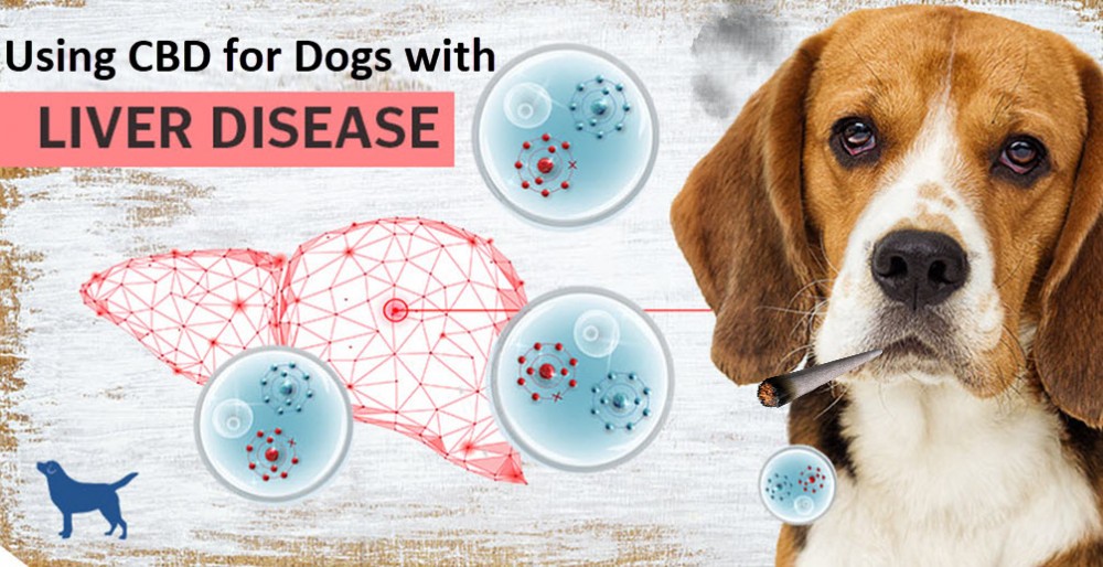 what can cause liver problems in a dog