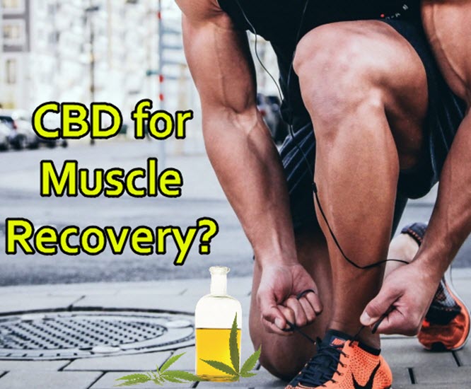 cbd for muscle recovery