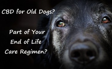 CBD FOR OLD DYING DOGS