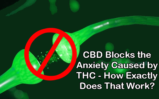 CBD BLOCKS THC RECEPTORS