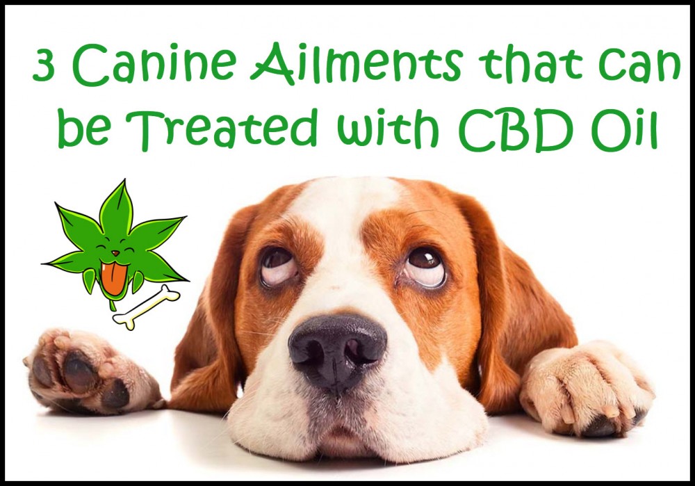 CBD IS GOOD FOR SICKNESS IN DOGS