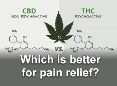 WHICH IS BETTER FOR PAIN RELIEF CBD OR THC
