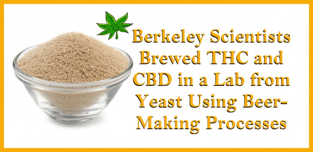 thc and cbd from yeast