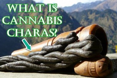 WHAT IS MARIJUANA CHARAS