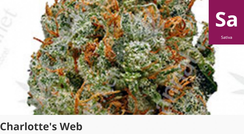 charollete web cannabis