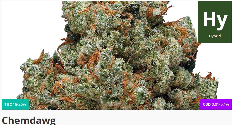 chemdawg cannabis strain