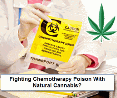 CANNABIS FOR CHEMOTHERAPY