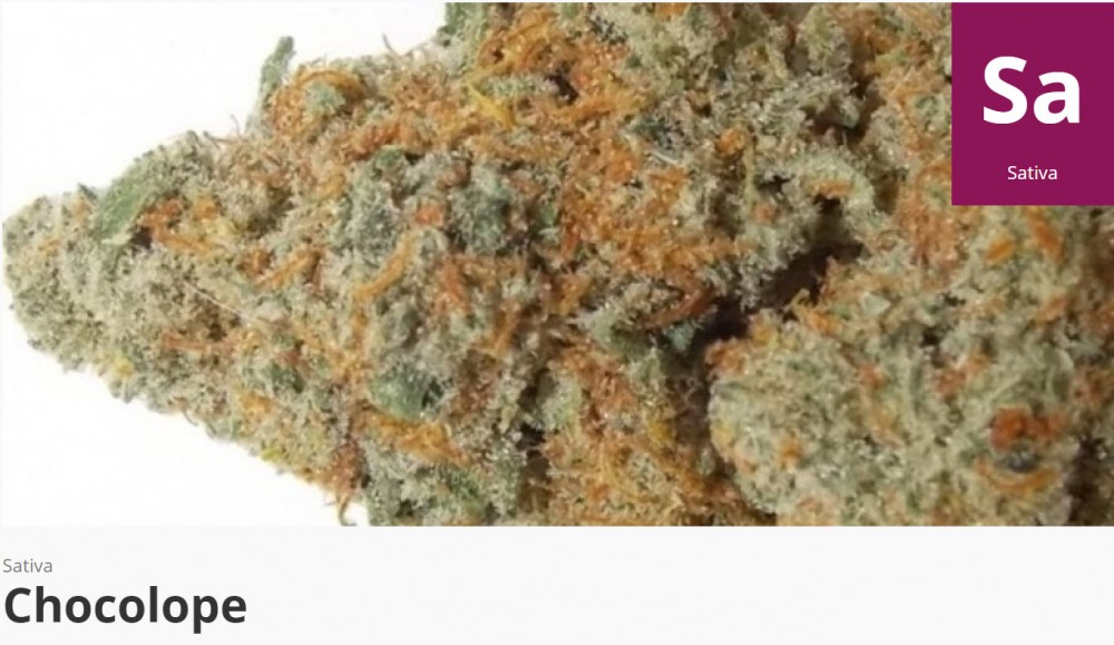 cannabis chocolope strain