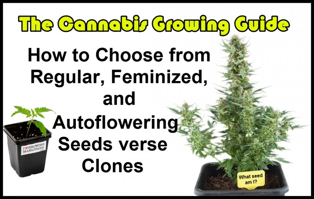 HOW DO YOU PICK GOOD CANNABIS SEEDS AUTO-FLOWER OR NOT