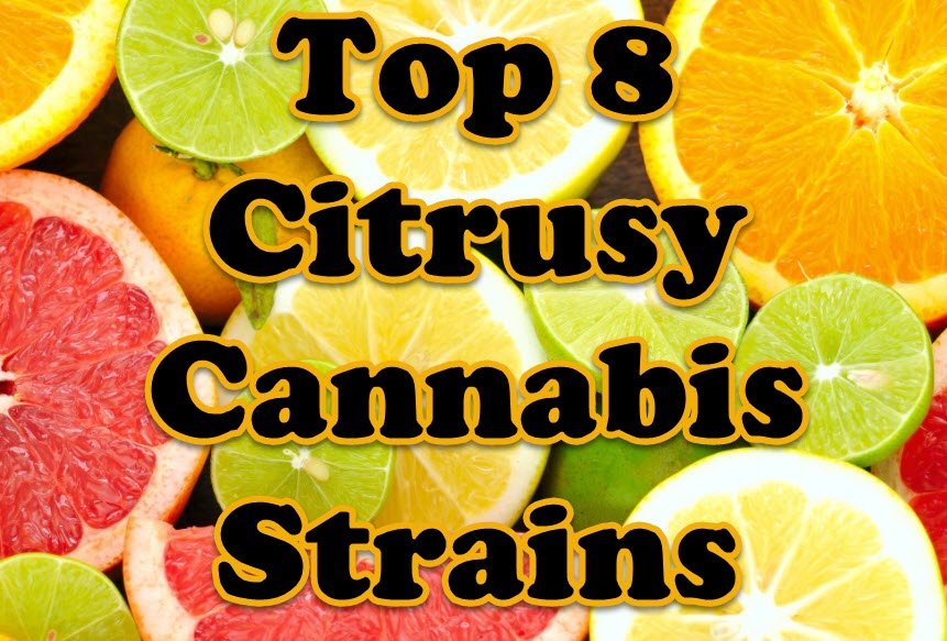 CITRUS CANNABIS STRAINS